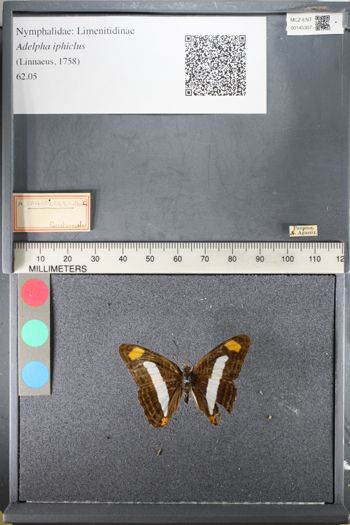 Media type: image;   Entomology 145307